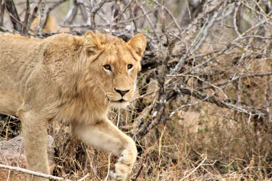 Kruger National Park Afternoon Safari - Who should book this afternoon safari?