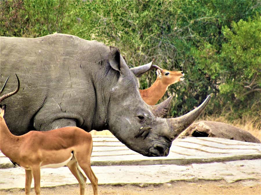 Kruger National Park Afternoon Safari - Practical details before you reserve