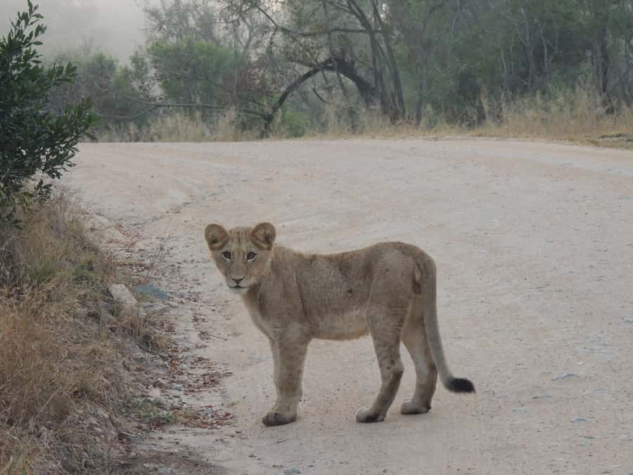 Kruger National Park: Full-Day Game Drive with Pickup - Key points to know before booking