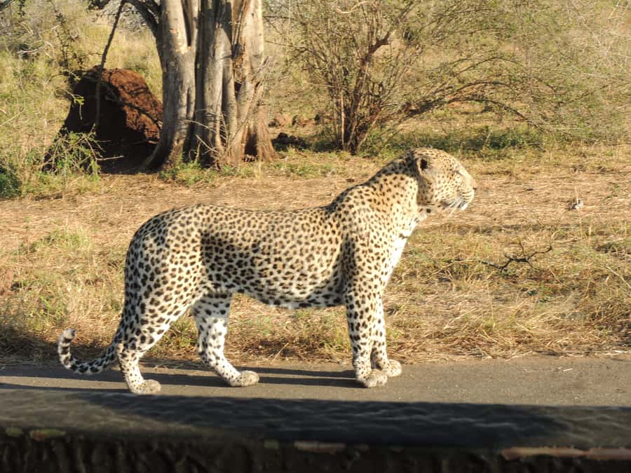Kruger National Park: Full-Day Game Drive with Pickup - Why a full day in Kruger is worth your time