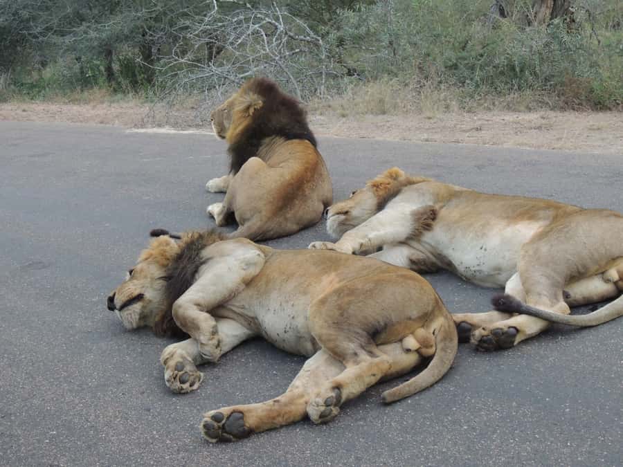 Kruger National Park: Full-Day Game Drive with Pickup - How the open safari vehicle changes the experience
