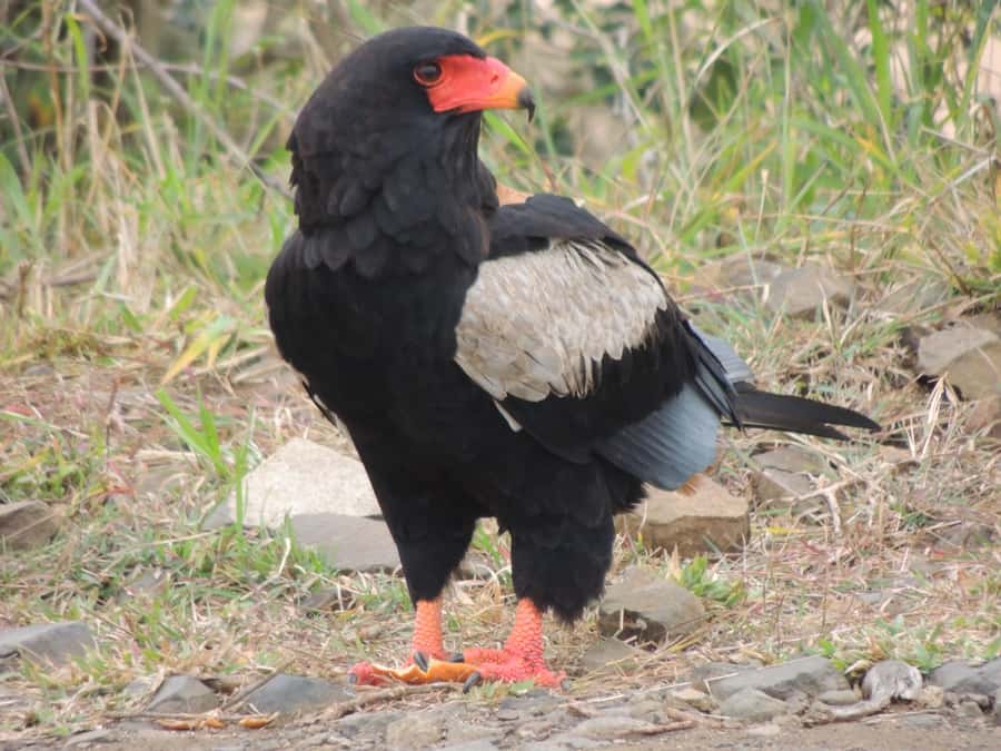 Kruger National Park: Full-Day Game Drive with Pickup - Searching for the Big Five