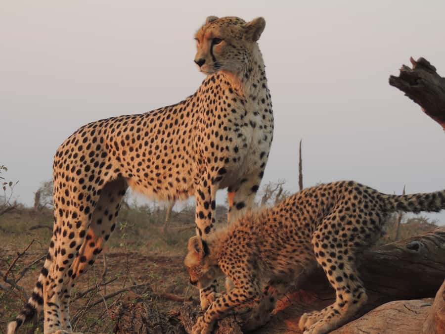 Kruger National Park: Full-Day Game Drive with Pickup - Birds, trees, and the details between sightings