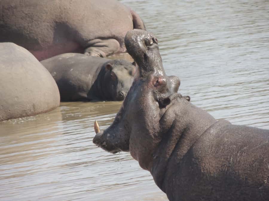 Kruger National Park: Full-Day Game Drive with Pickup - Breakfast and lunch at a rest camp