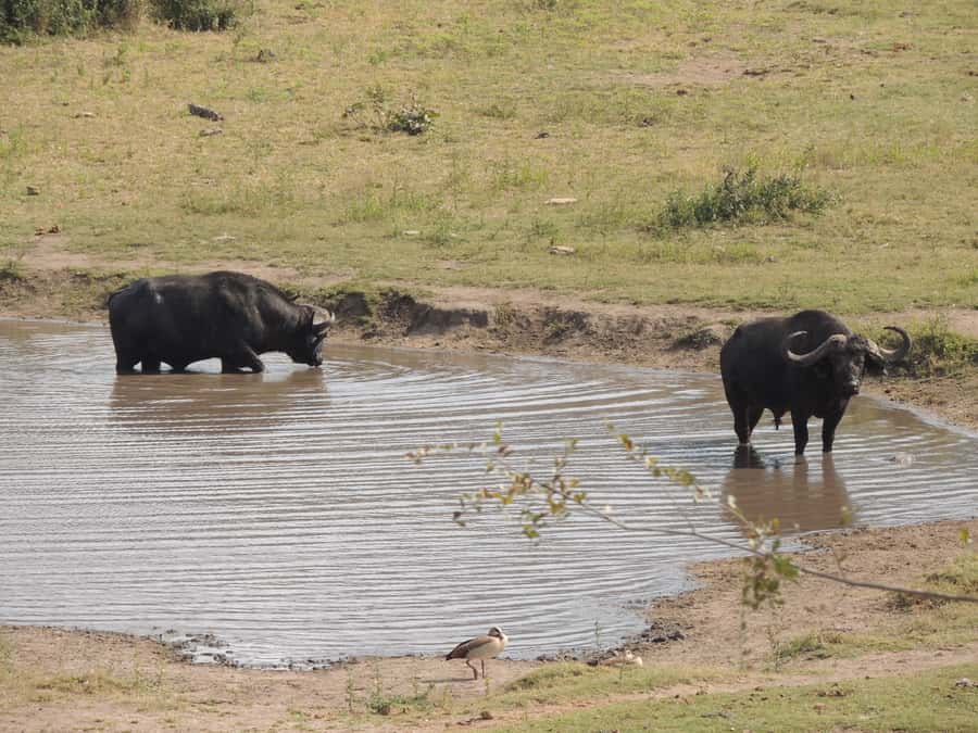 Kruger National Park: Full-Day Game Drive with Pickup - What the $109 price really covers
