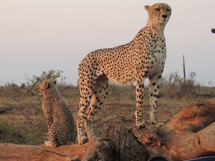 Kruger National Park: Full-Day Game Drive with Pickup - Who will enjoy this safari most