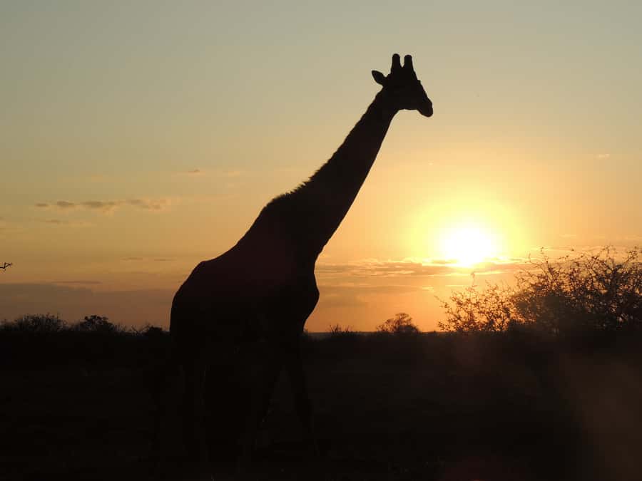 Kruger National Park: Full-Day Game Drive with Pickup - Pickup, park entry, and the first cold hours