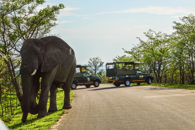 Kruger National Park Full Day Private safari - Why a private day in Kruger works so well