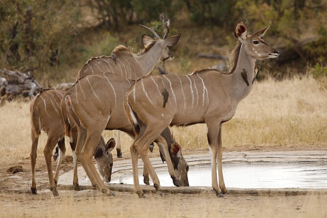 Kruger National Park Full Day Private safari - What the $158.16 price includes