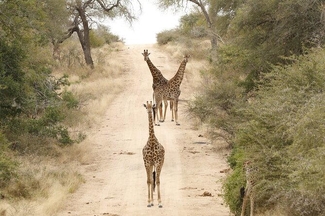 Kruger National Park Full Day Private safari - Communication and guide quality