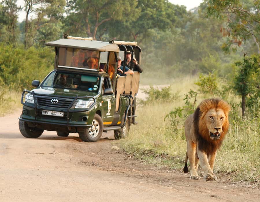 Kruger National Park: Full-Day Private Safari With Pickup - What your 10-hour day may feel like