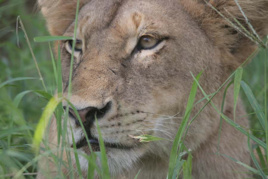 Kruger National Park Full-Day Safari - Who should book this safari?