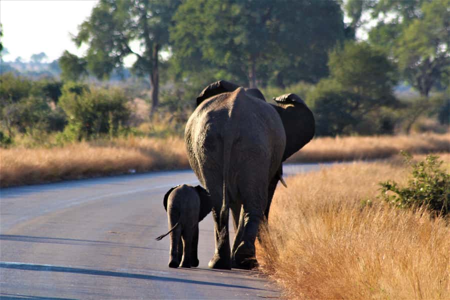 Kruger National Park Full-Day Safari - Starting before sunrise from Hazyview