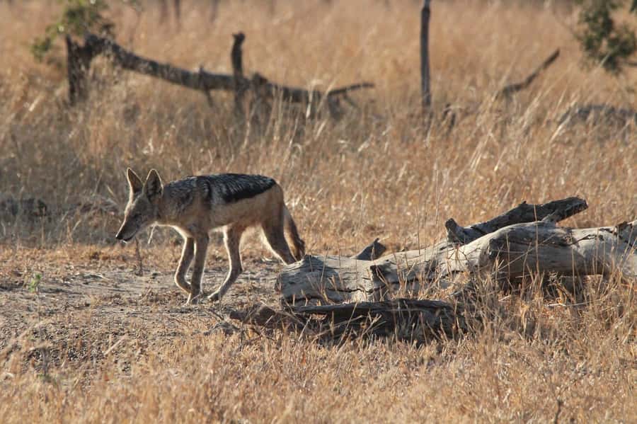 Kruger National Park Full-Day Safari - Searching for the Big Five