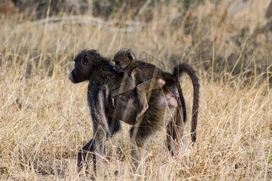 Kruger National Park Full-Day Safari - A guide can change what you see