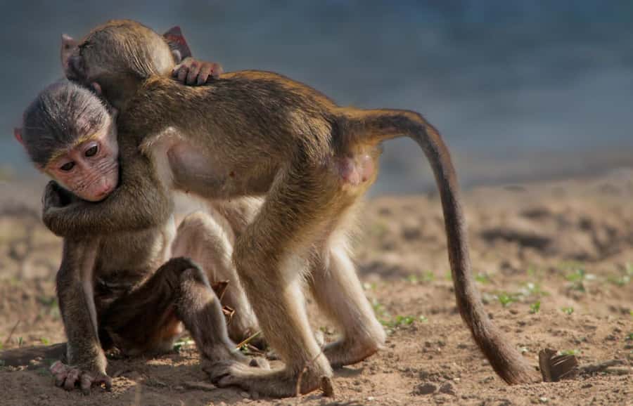 Kruger National Park Full-Day Safari - Rock paintings and archaeological sites