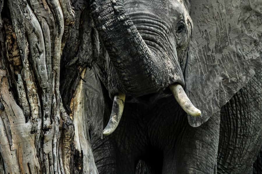 Kruger National Park Full-Day Safari - Food, comfort, and the long midday stretch