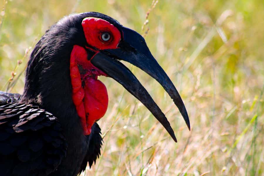 Kruger National Park Full-Day Safari - Is $130 good value?