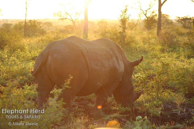 Kruger National Park Full-Day Safari from Hazyview - Why this Hazyview safari works in a single day
