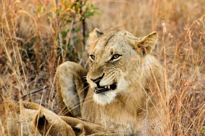 Kruger National Park Full-Day Safari from Hazyview - Lunch around midday, with food at your own cost