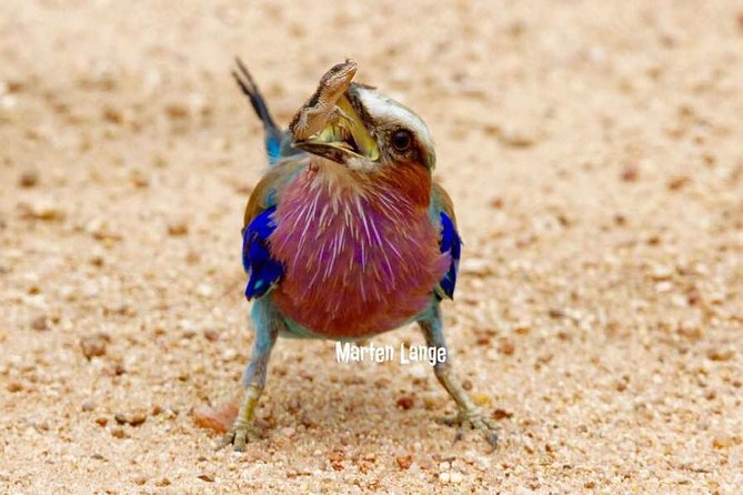 Kruger National Park Full-Day Safari from Hazyview - Searching the park for the Big Five