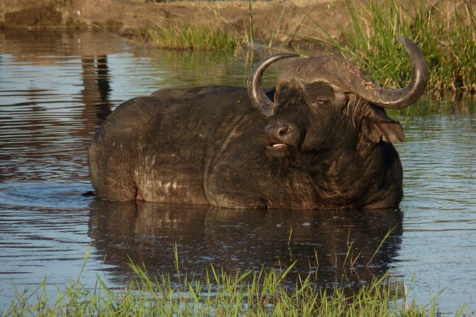Kruger National Park Full-Day Safari from Hazyview - Leaving Hazyview at 5:00 a.m.