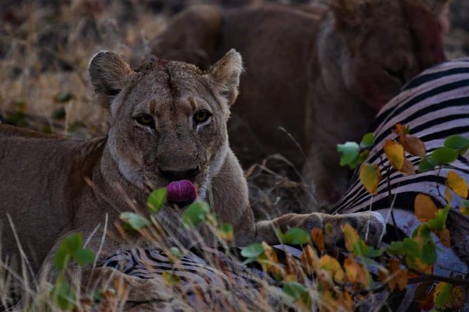 Kruger National Park Full Day Tour Minimum 2people - Eight hours focused on Kruger wildlife