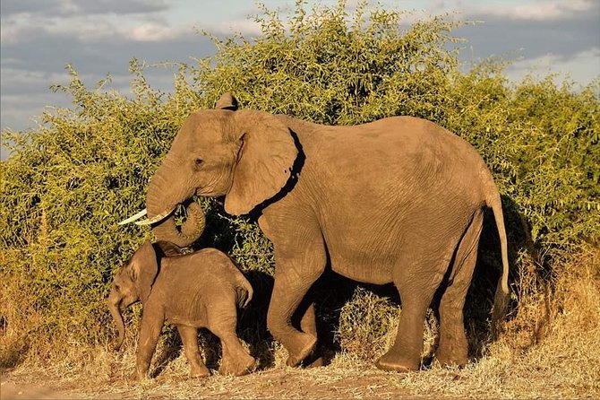 Kruger National Park Full Day Tour Minimum 2people - Guides who turn sightings into lessons