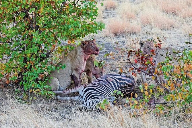 Kruger National Park Full Day Tour Minimum 2people - Communication matters, especially for last-minute bookings