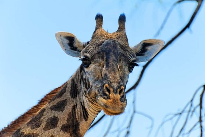 Kruger National Park Full Day Tour Minimum 2people - Who will get the most from this safari