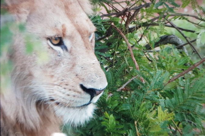 Kruger National Park Full Day Tour Minimum 2people - Cancellation and weather terms in plain English