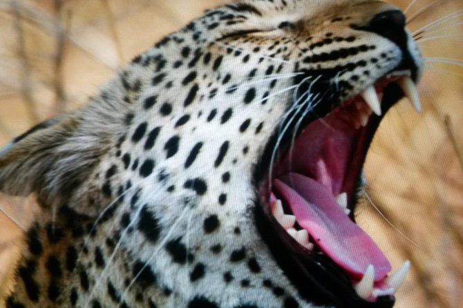 Kruger National Park Full Day Tour Minimum 2people - Group size and the question of vehicle comfort