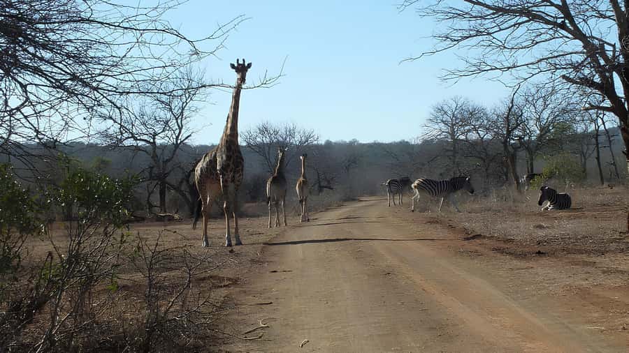 Kruger National Park Game Drive (Half-Day PM) - Setting out across Kruger in an open vehicle