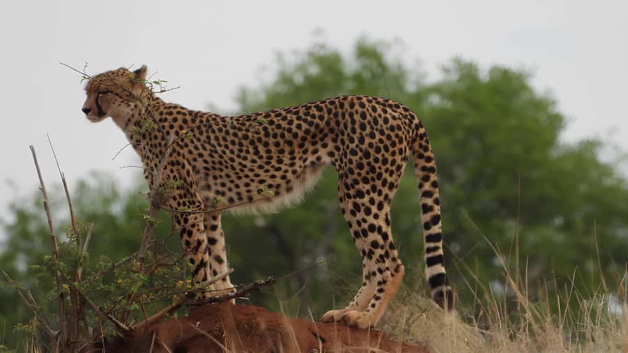Kruger National Park Game Drive (Half-Day PM) - Why the afternoon timing can work well