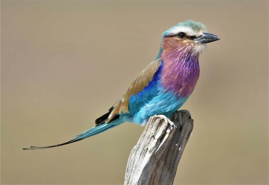Kruger National Park half day - Should you book this six-hour Kruger safari?