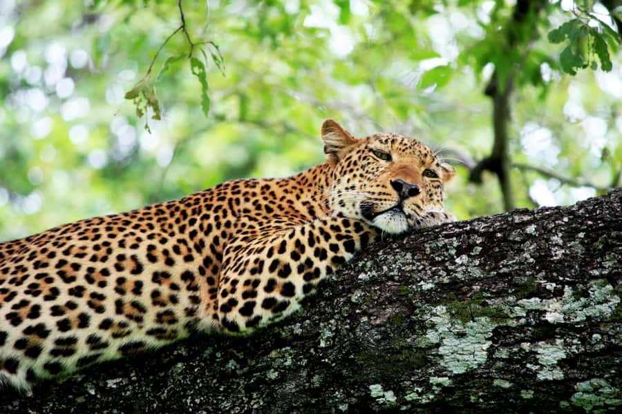 Kruger National Park half day - Five and a half hours of wildlife searching