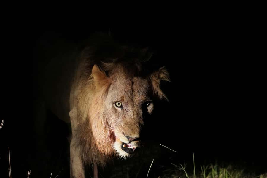 Kruger National Park half day - Custom safari vehicle comfort and the small-group setup