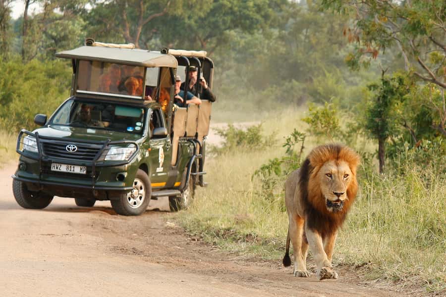 Kruger National Park: Morning Safari - Key points to know before you book
