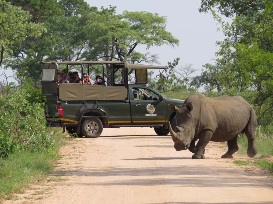 Kruger National Park: Morning Safari - Why a morning safari makes sense in Kruger