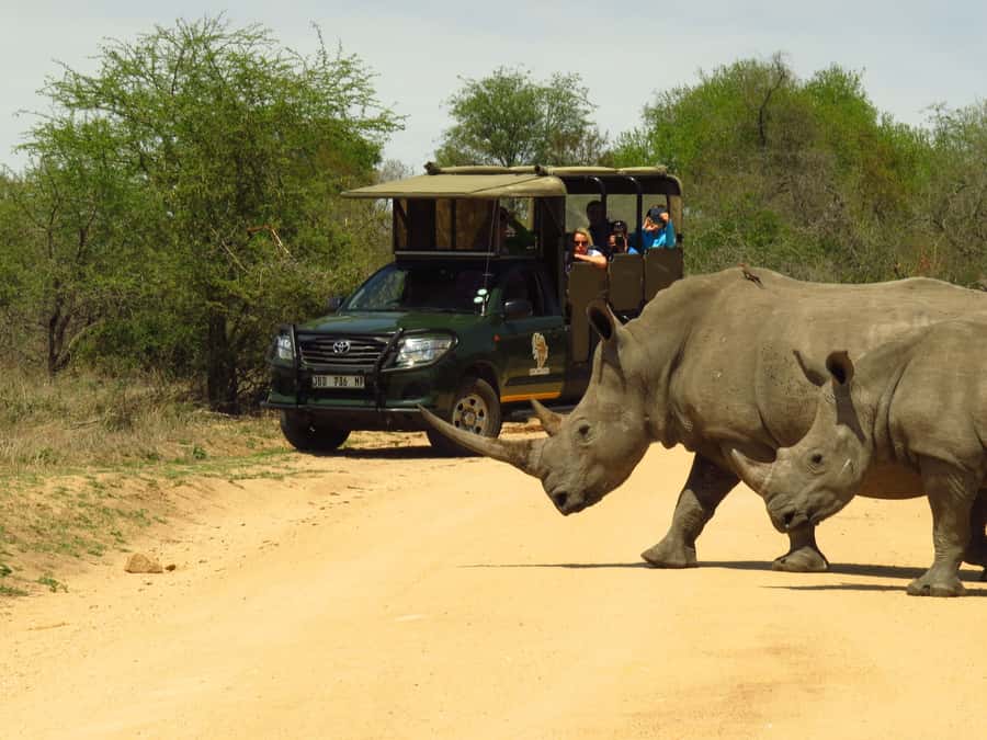 Kruger National Park: Morning Safari - Searching Kruger’s roads for the Big 5