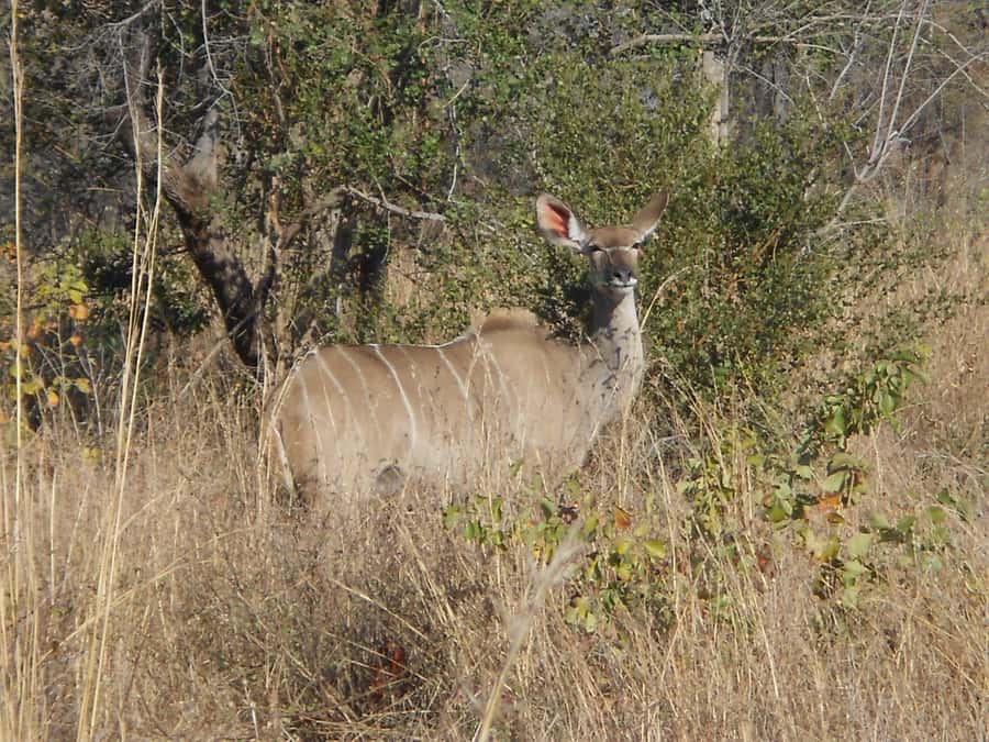 Kruger National Park Morning Safari - Practical preparation for the day