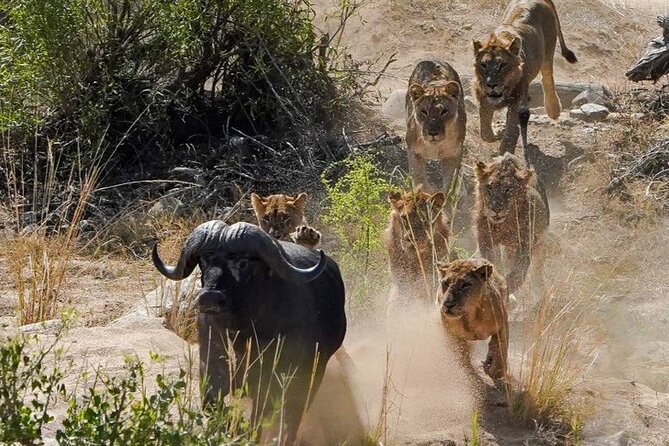 Kruger National Park - Private full day Safari trip. - Nine hours inside a 19,000-square-kilometer park