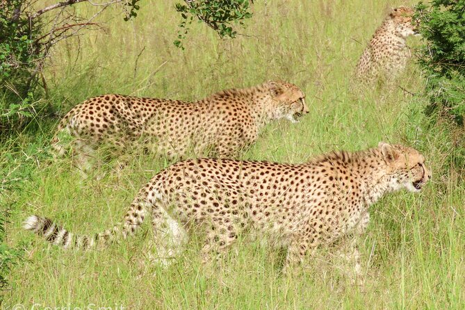 Kruger National Park - Private full day Safari trip. - The guides make the difference