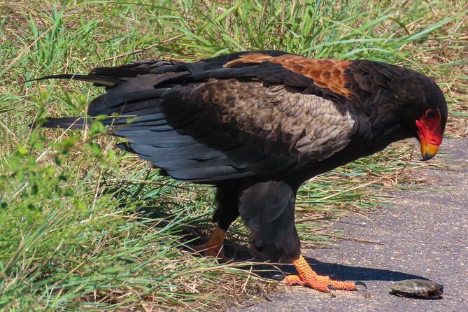 Kruger National Park - Private full day Safari trip. - What the nine-hour safari feels like
