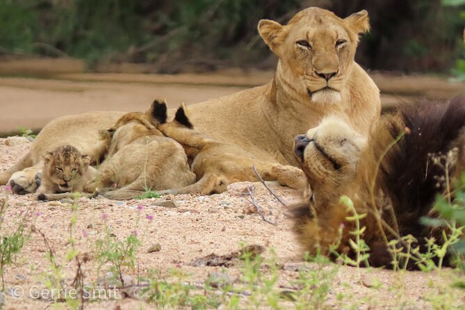 Kruger National Park - Private full day Safari trip. - Private does not mean guaranteed solitude
