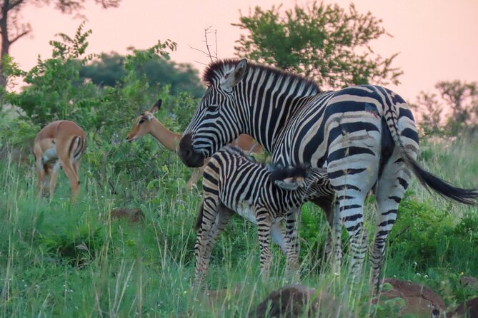 Kruger National Park - Private full day Safari trip. - The main costs and practical catches