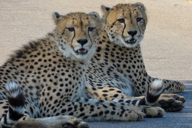 Kruger National Park - Private full day Safari trip. - Passing through Pabeni Gate