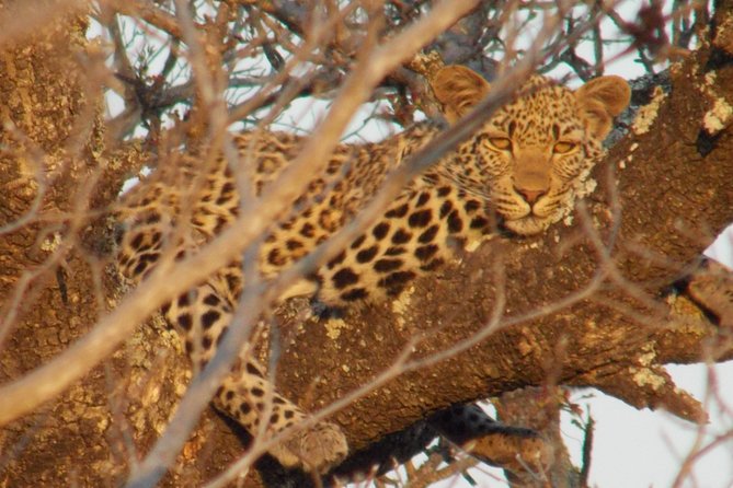 Kruger National Park - Private Sunrise Half day Safari trip. - A private sunrise start from Hazyview
