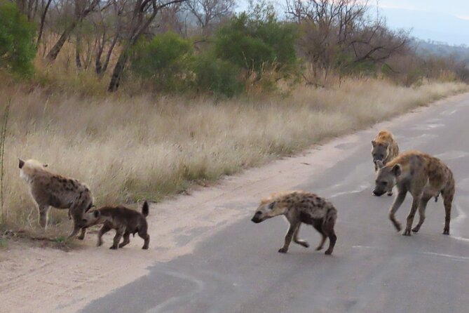 Kruger National Park - Private Sunrise Half day Safari trip. - What makes the private guide useful