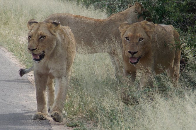 Kruger National Park - Private Sunrise Half day Safari trip. - The rest camp and comfort stop